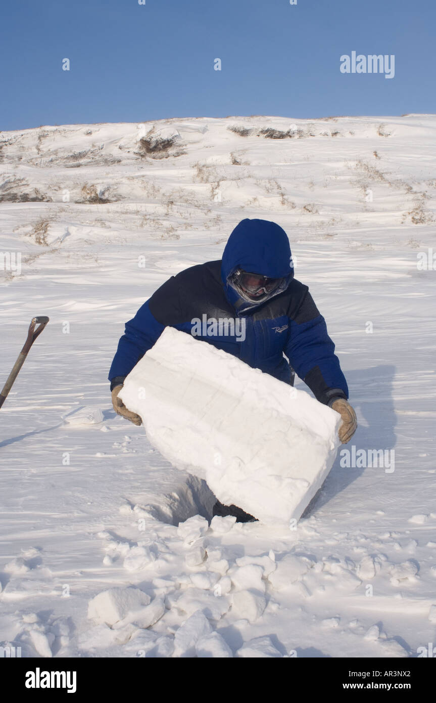 Inuit elder man, dressed in modern arctic clothing, builds igloo