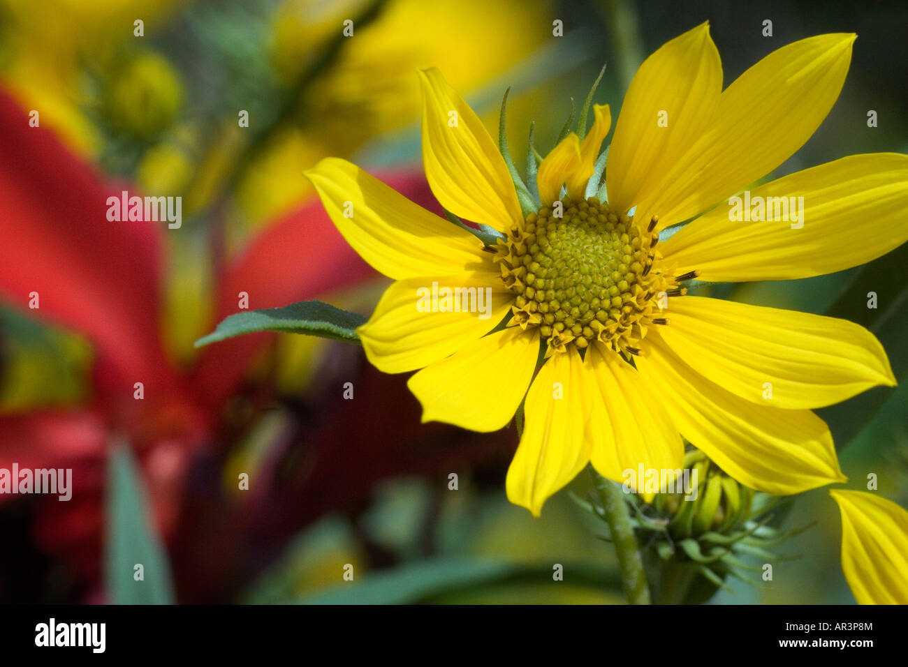 Closeup of yellow asteraceae bloom with red canna in background Stock Photo