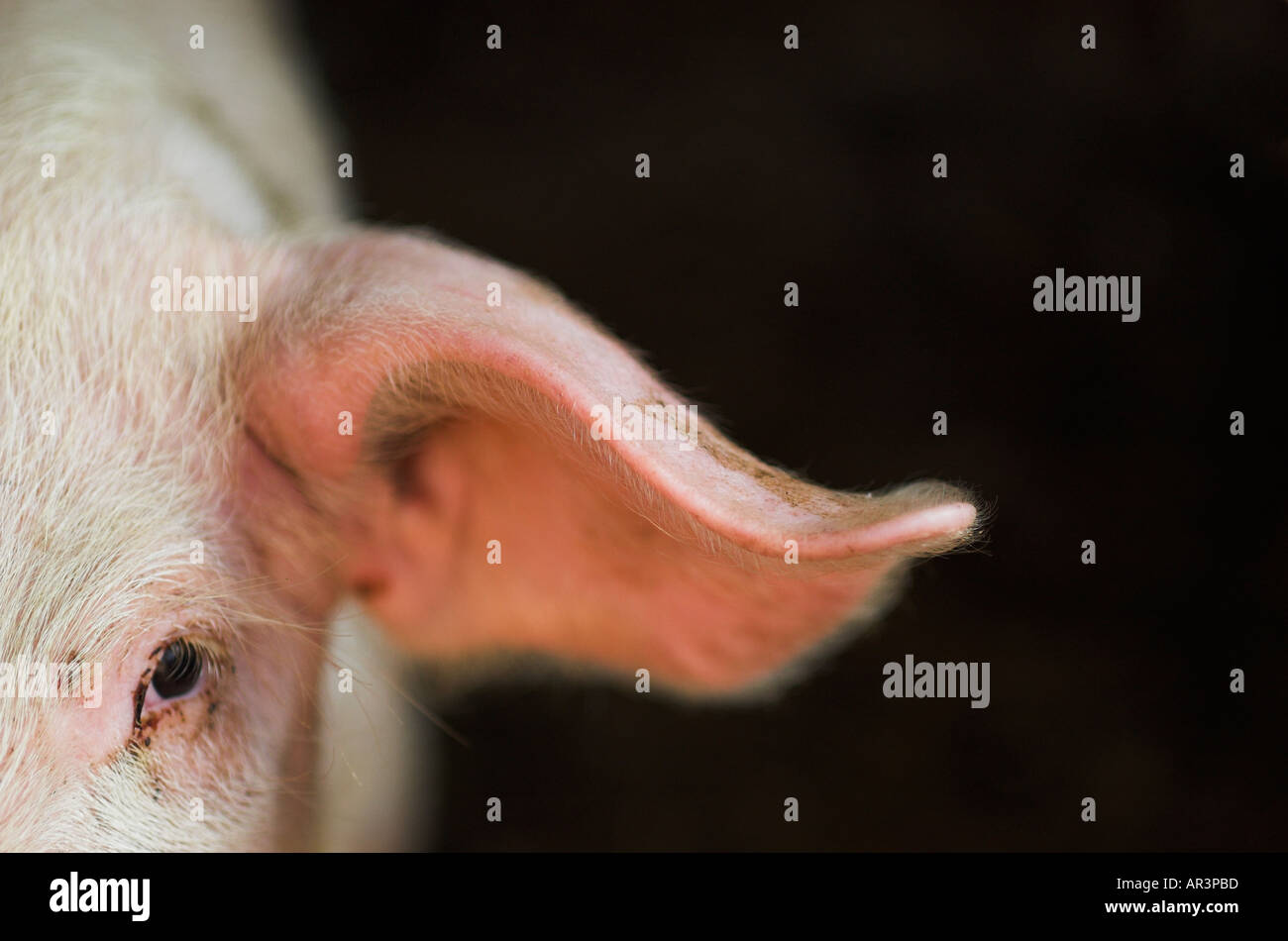 Pigs eye and ear closeup view Stock Photo Alamy