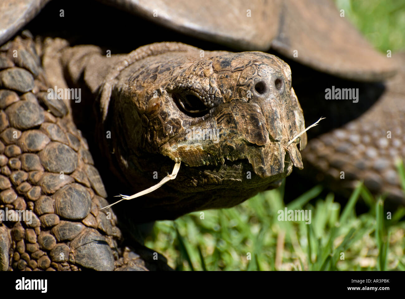 Tortoise chewing grass Stock Photo