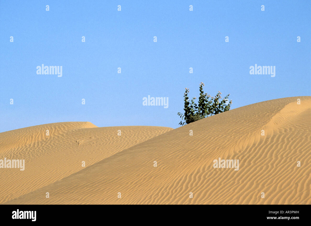 The Thar Desert near Jaisalmer, Rajasthan IN Stock Photo