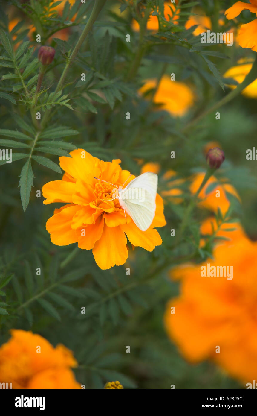 Butterfly on Marigold flower Stock Photo Alamy