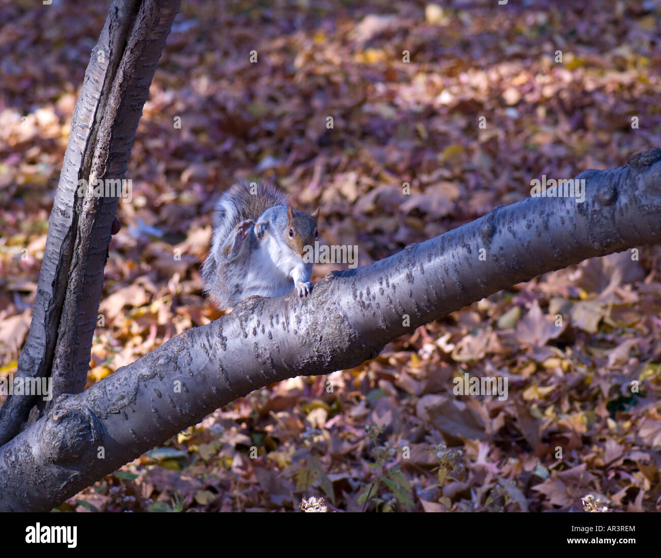 Gray Squirrel cleaning itself on tree branch Stock Photo