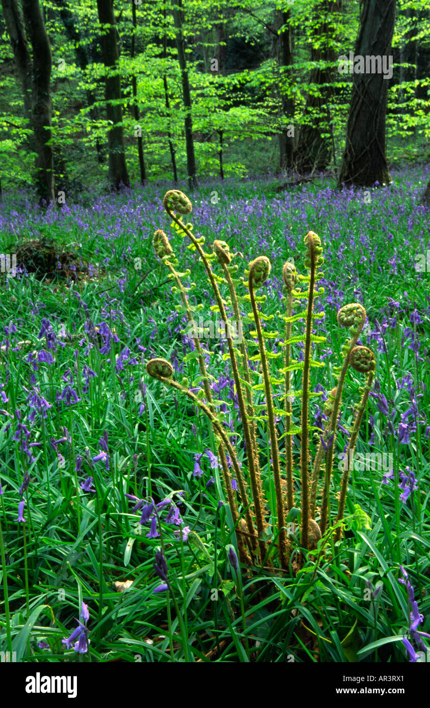 Male fern Dryopteris filix mas in bluebell woods Stock Photo