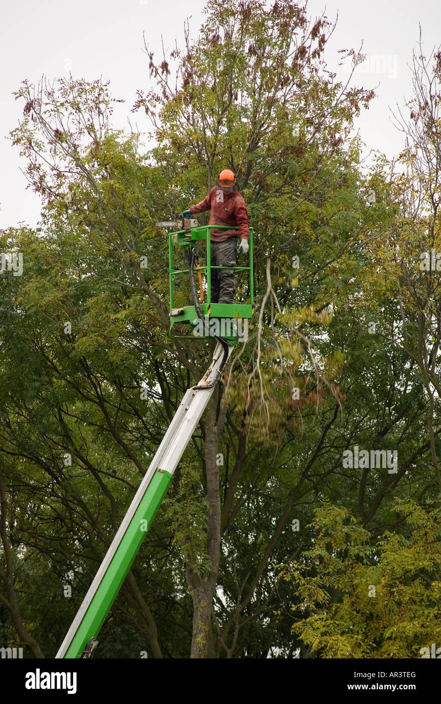 Tree Surgeon safely removing tree from a confined space using a hydraulic platform Stock Photo