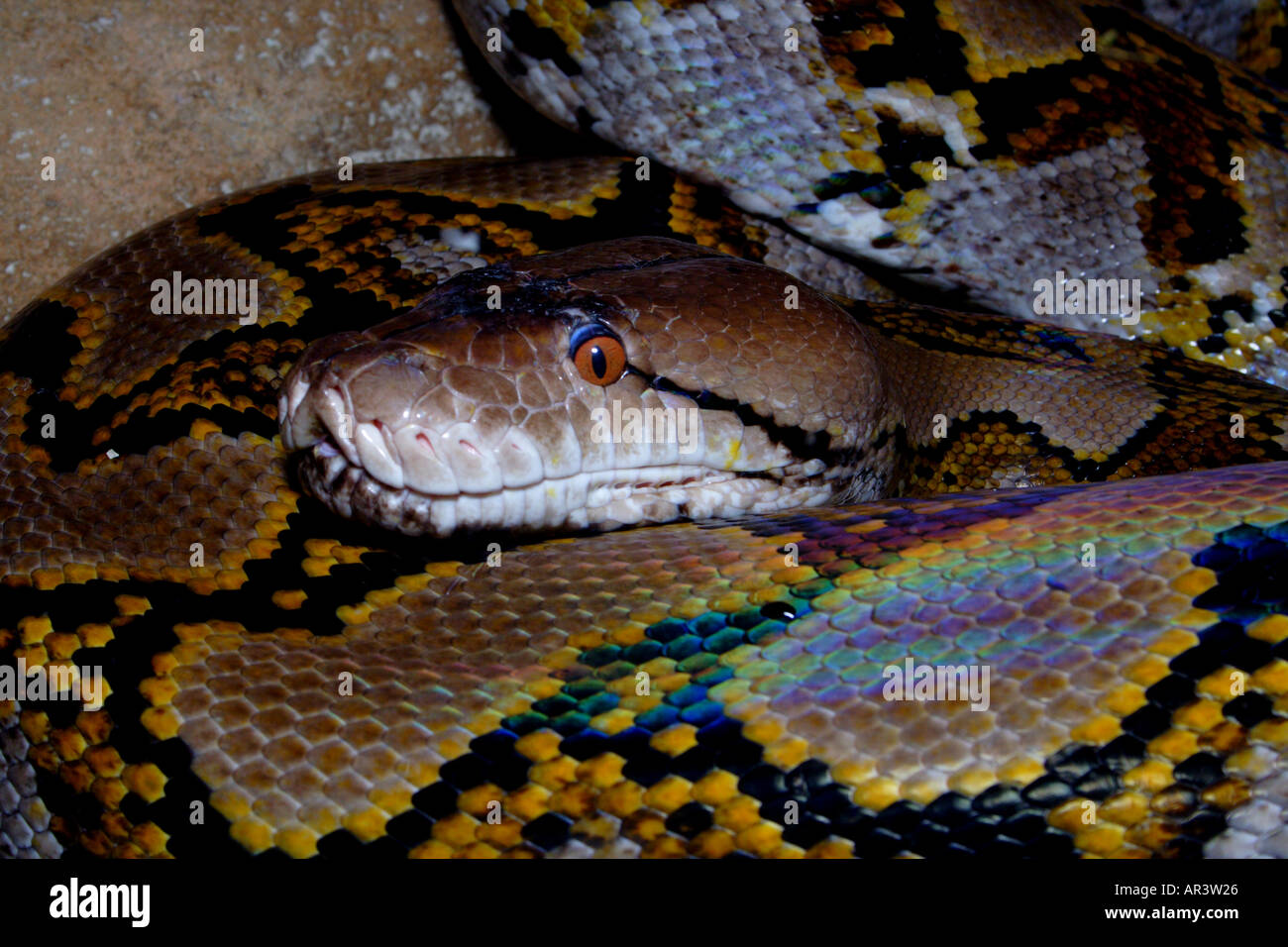 Rainbow python hi-res stock photography and images - Alamy