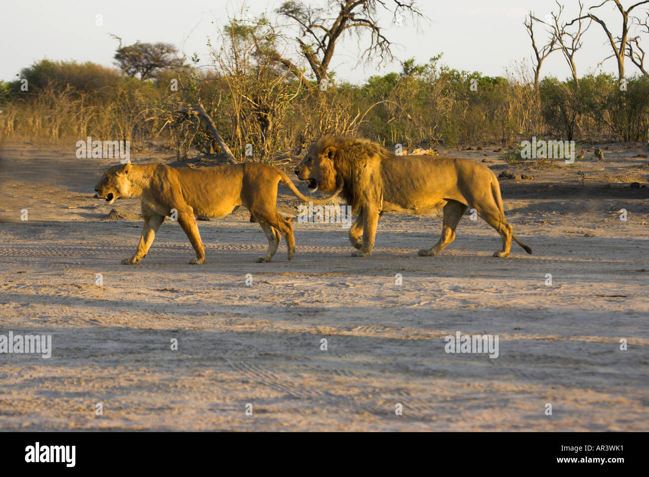 Lions In Courtship Ritual Hi res Stock Photography And Images Alamy lions-in-courtship-ritual-hi-res-stock-photography-and-images-alamy