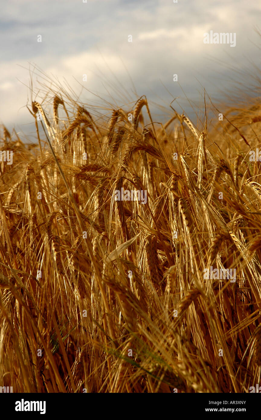 Field of wheat at harvest time Stock Photo - Alamy