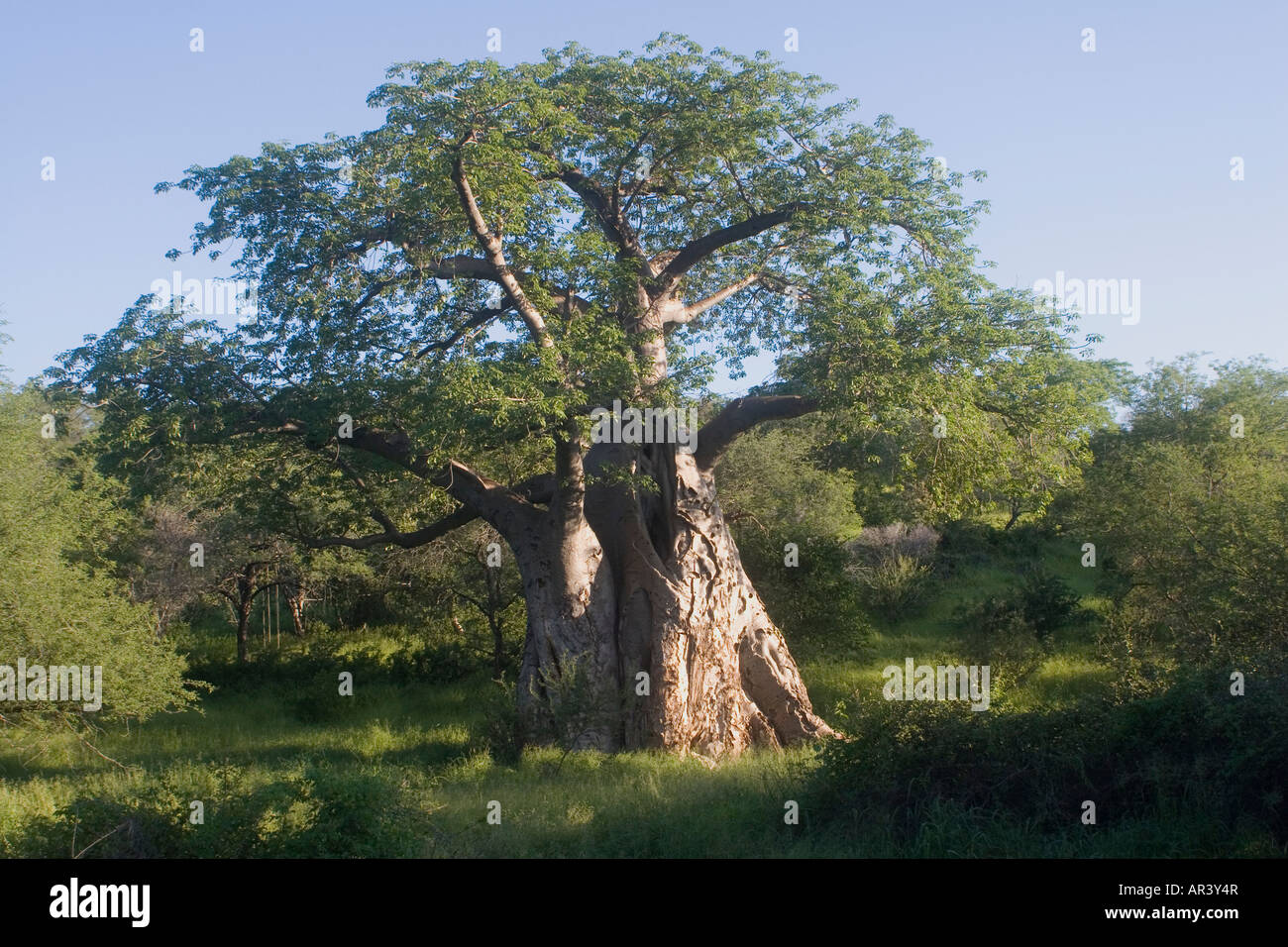 The Baobab,a deciduous tree declared protected under the Forest Act in