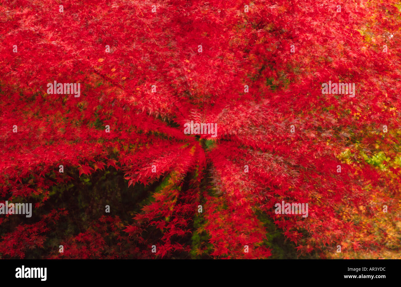 Zoom burst of Japanese maple tree, Westonbirt Arboretum, showing autumn