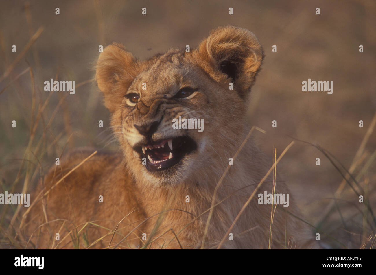 Sad lion cub hi-res stock photography and images - Alamy