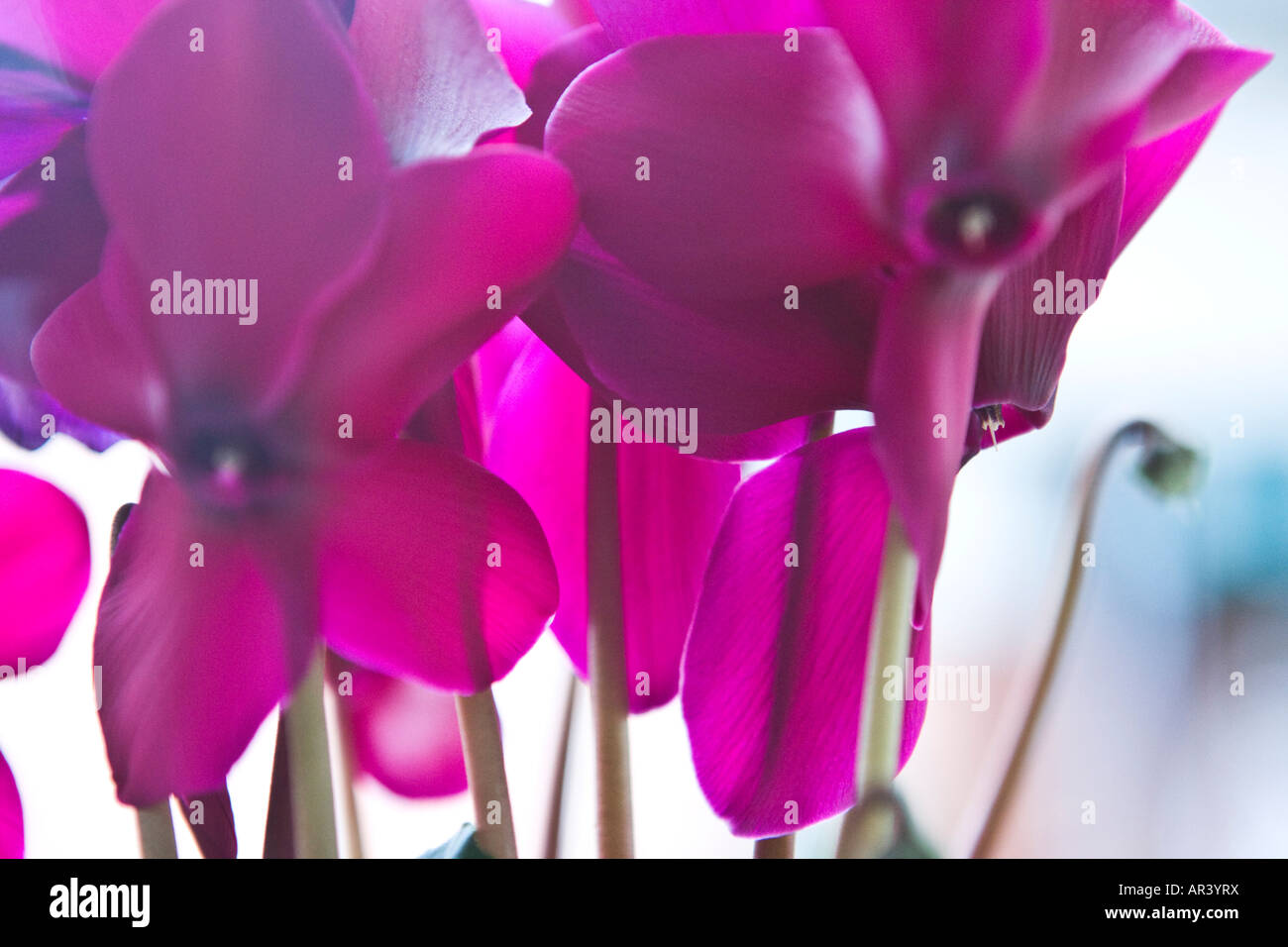 petal cyclamen coloured pink close up flower Stock Photo