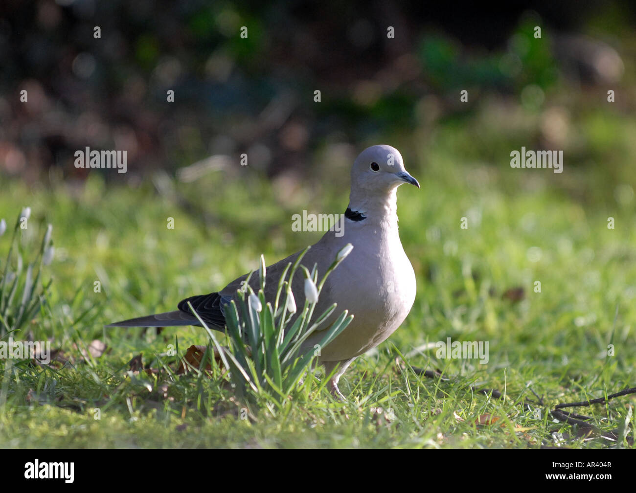 Photographer Howard Barlow ring collared dove Stock Photo Alamy