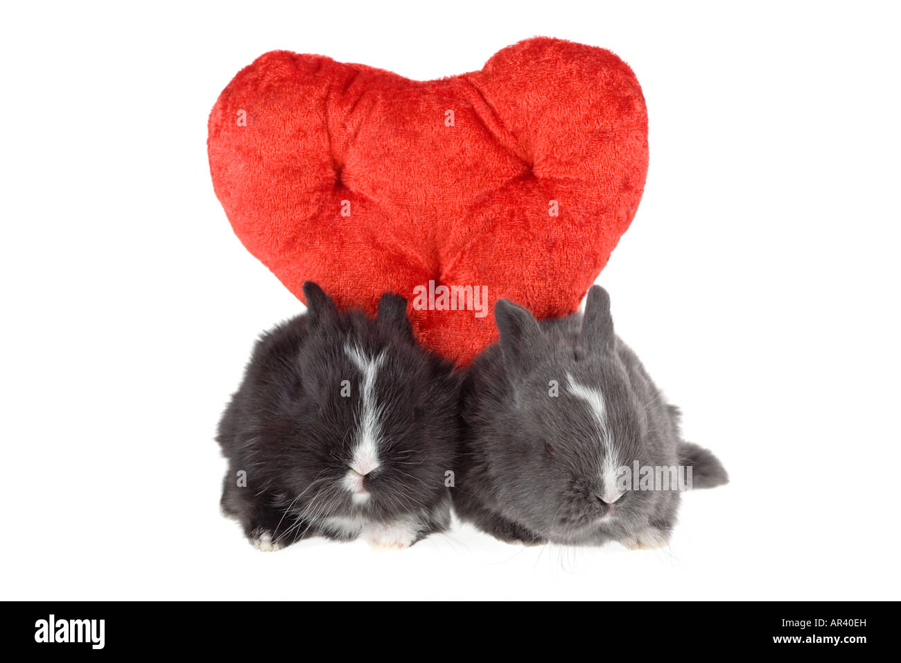 Two cute baby rabbits with red hearts isolated Stock Photo - Alamy