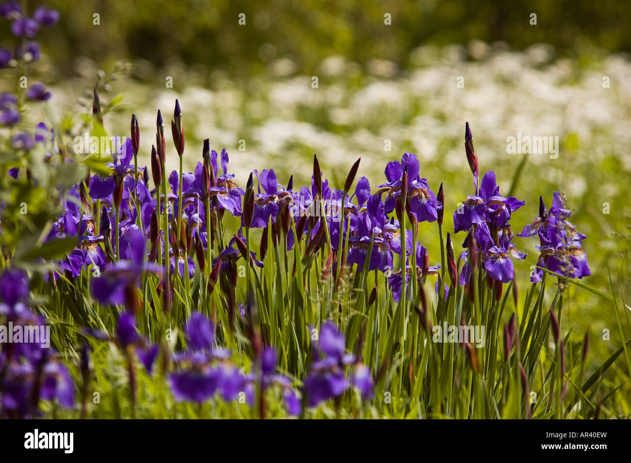 Purple iris flowers in field Stock Photo