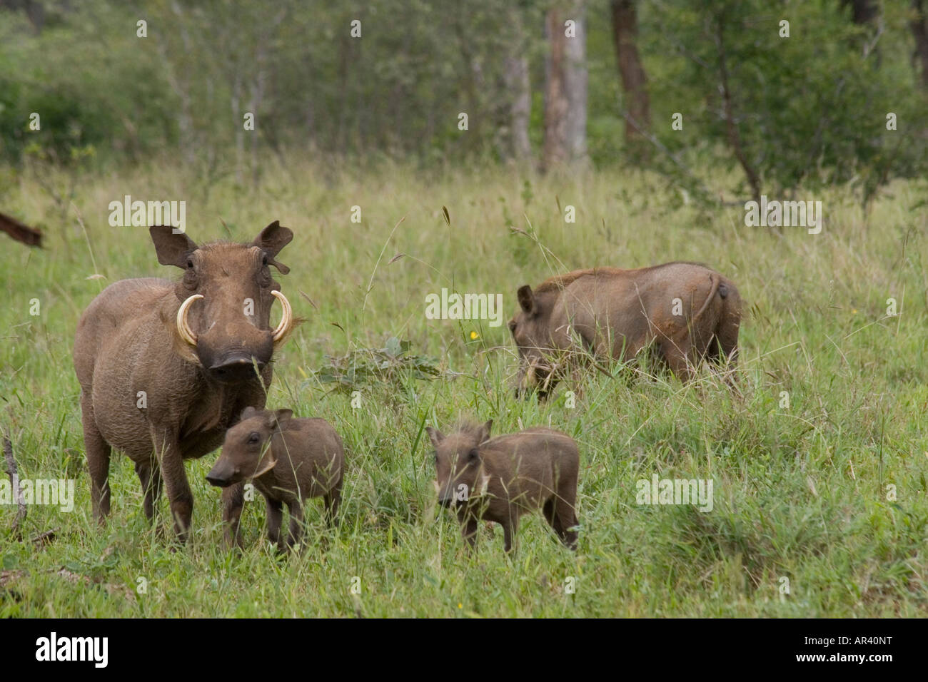 Warthogs usually live in groups referred to as sounders consisting of 3 to 10 animals with the female and offspring as its core Stock Photo