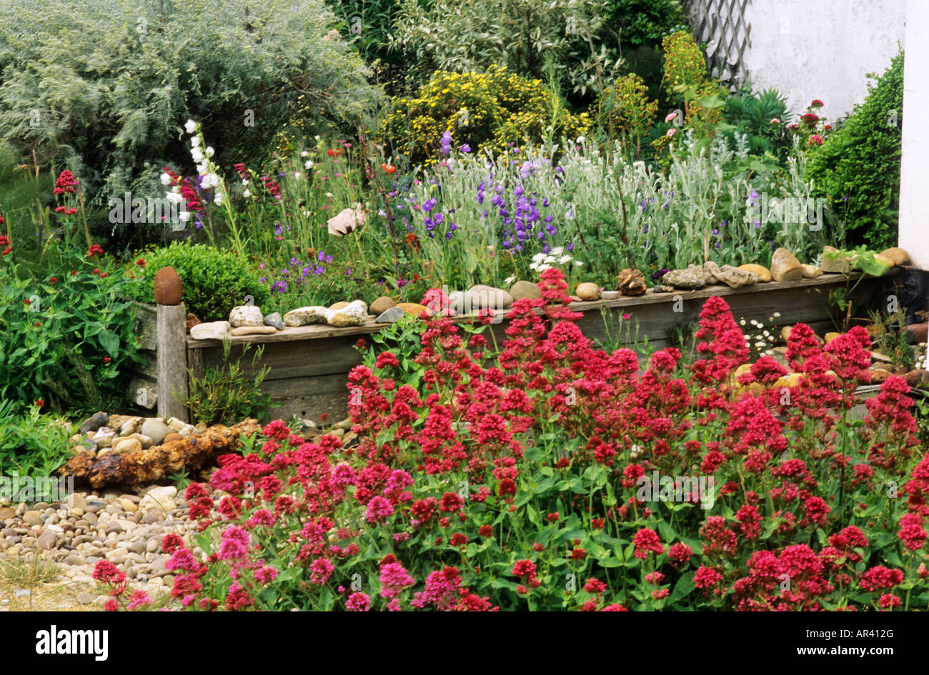 Seaside Garden centranthus beach pebbles red Stock Photo
