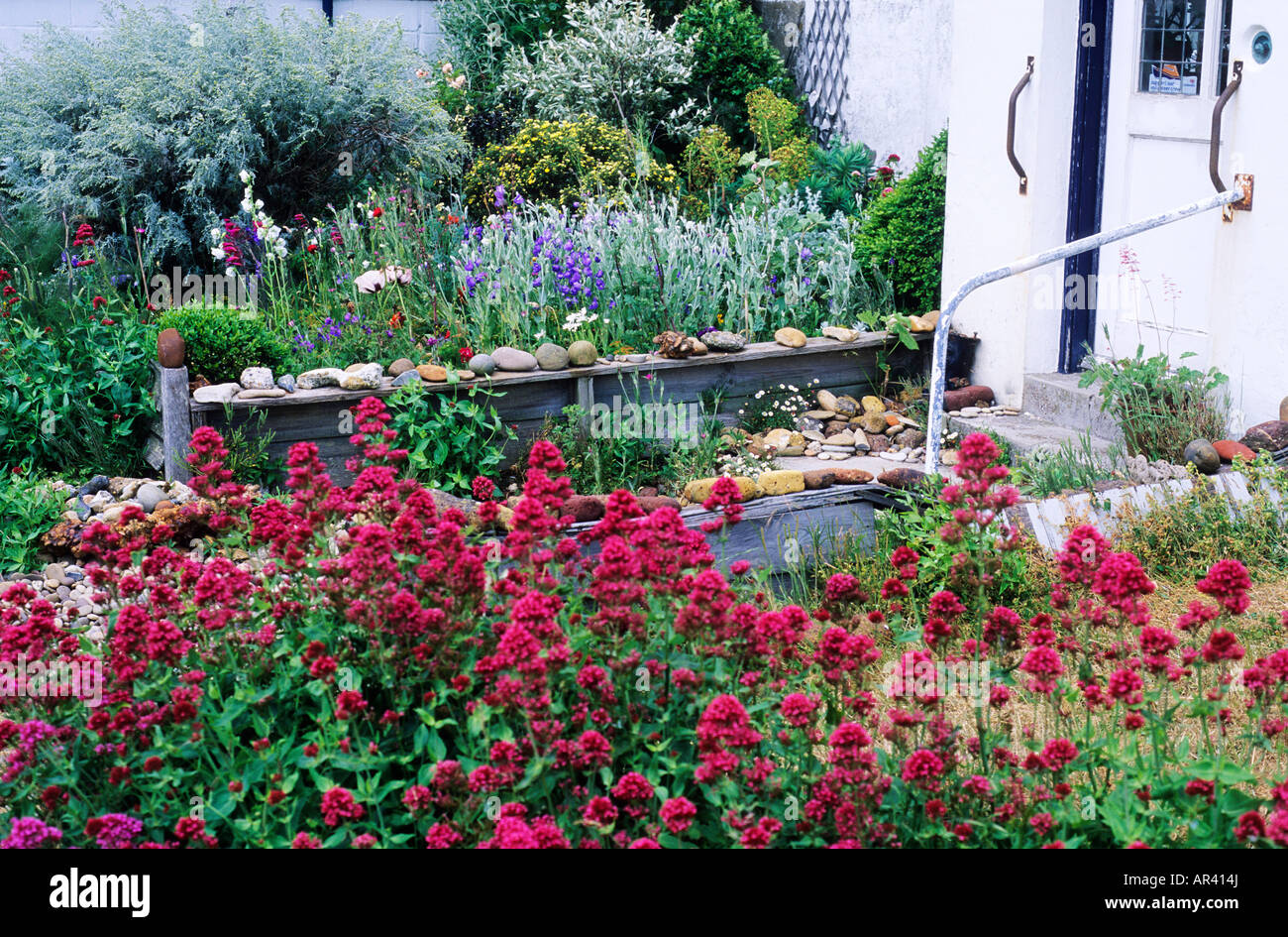 Seaside Garden centranthus beach pebbles sea shells drift wood  red flowers plants coast coastal house door Stock Photo