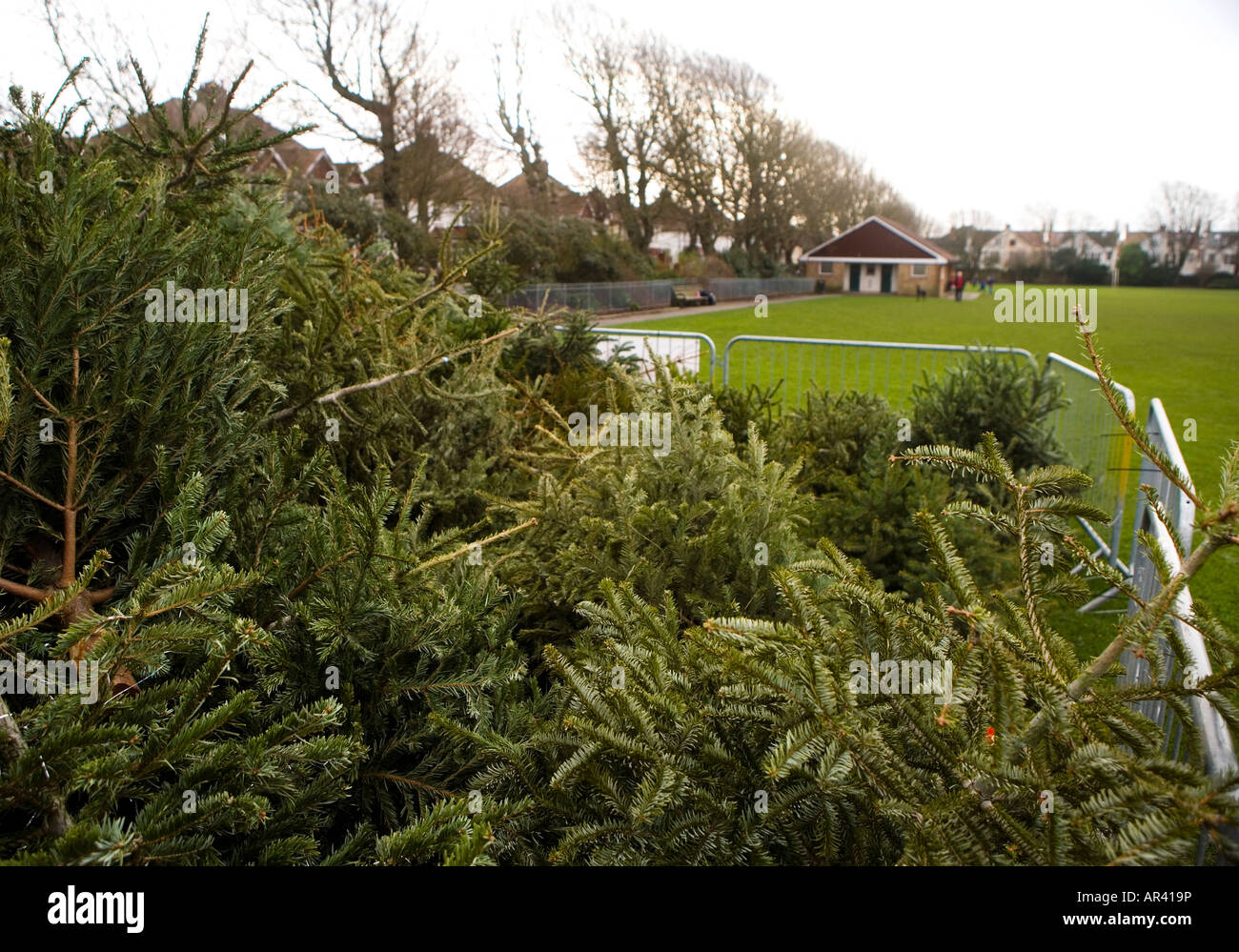 Recycled Christmas trees awaiting collection by the local council in
