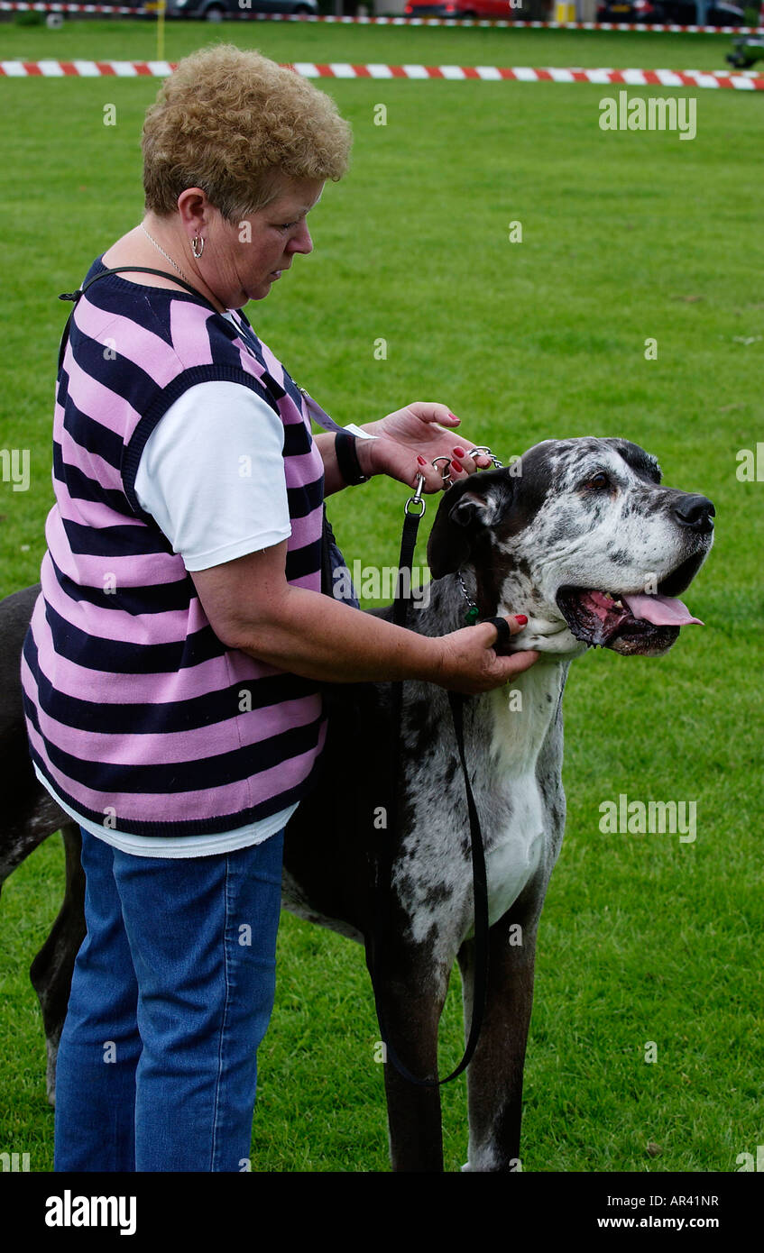 great dane and owner Stock Photo