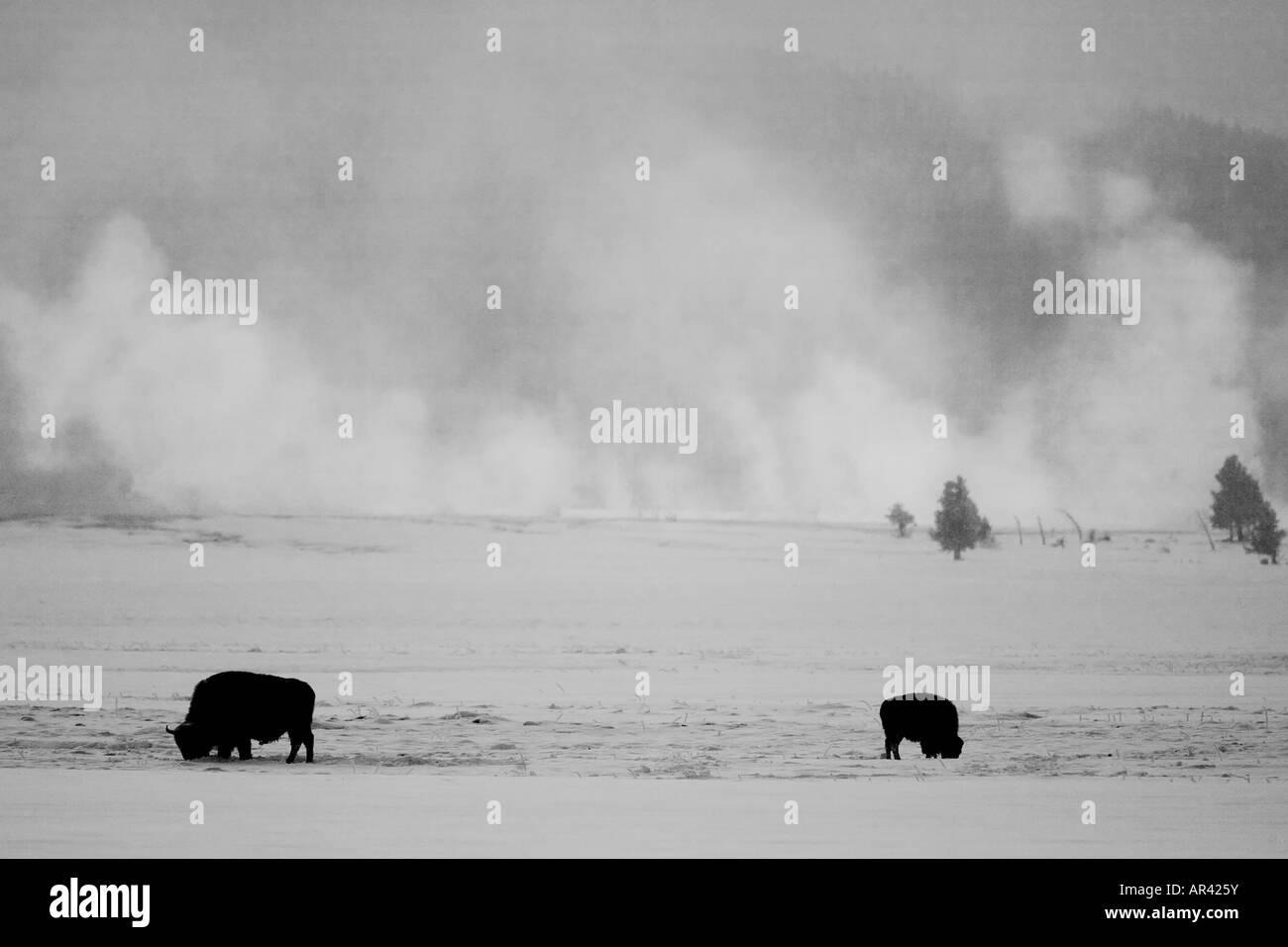 Yellowstone National Park Bison herd along Madison River digging in winter snow to eat grass with steam mist rising background Stock Photo