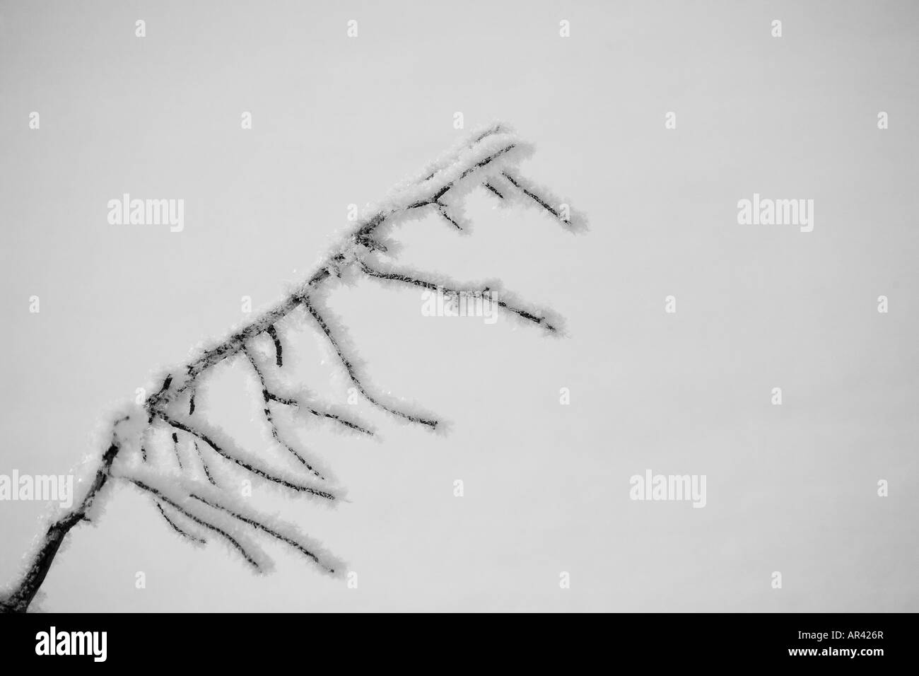 Yellowstone National Park in winter snow with hoar frost covered dead tree branch Stock Photo