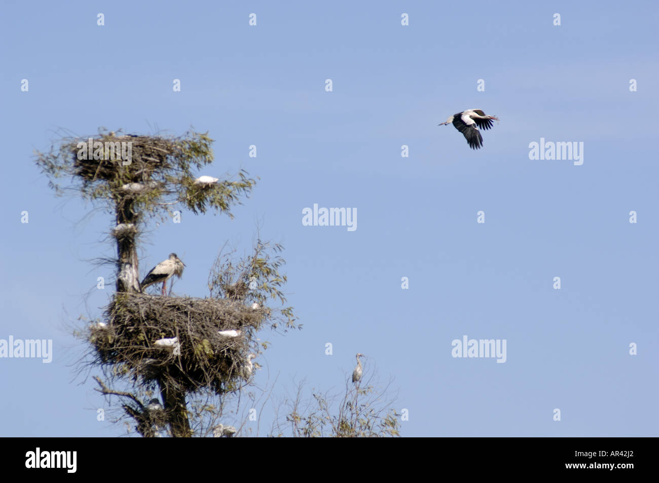 Trees Rabat Storks and birds on tree, Rabat, Morocco Stock Photo - Alamy