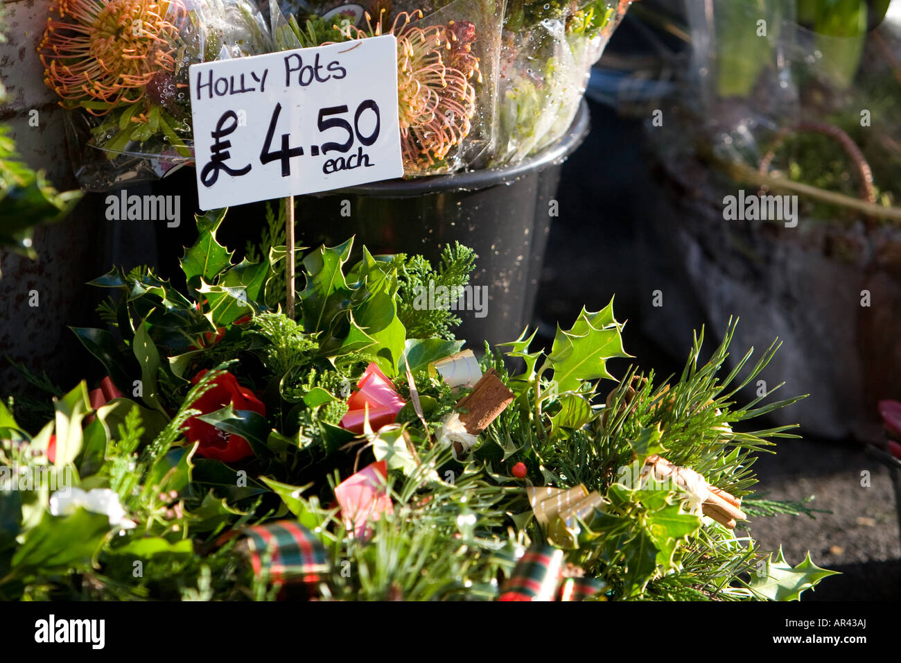 Holly pots for sale in Penrith UK 12 10 2007 Stock Photo
