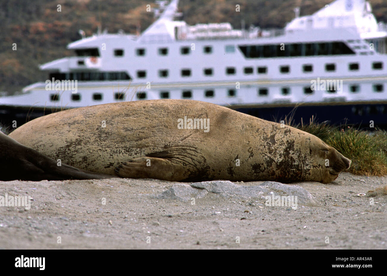Chilean fjords south america, southern elephant seal and MV Mare Australis. Stock Photo