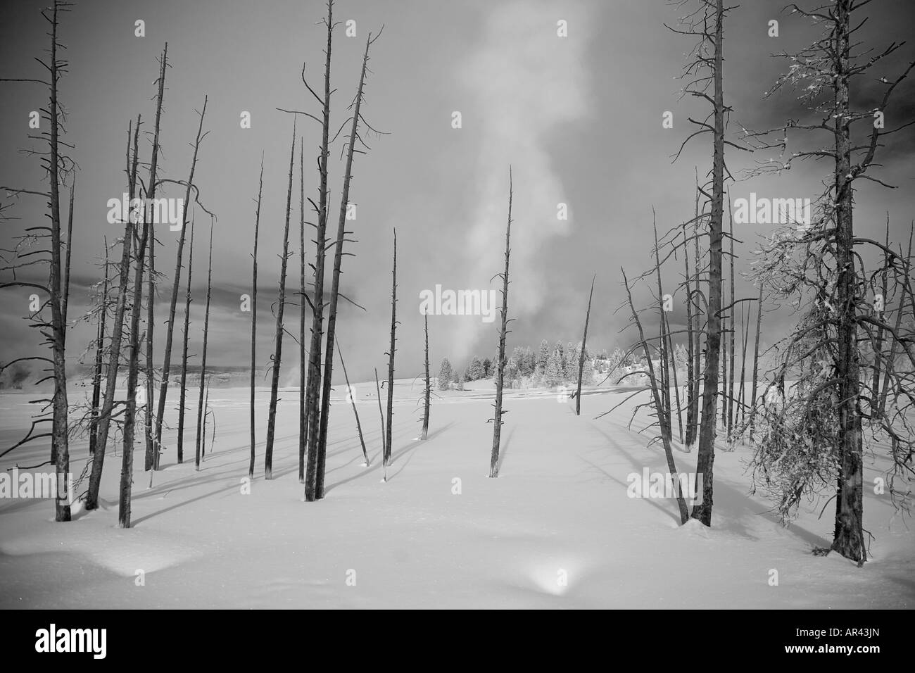 Yellowstone National Park in winter snow with hoar frost covered dead trees at Midway Geyser Basin Stock Photo