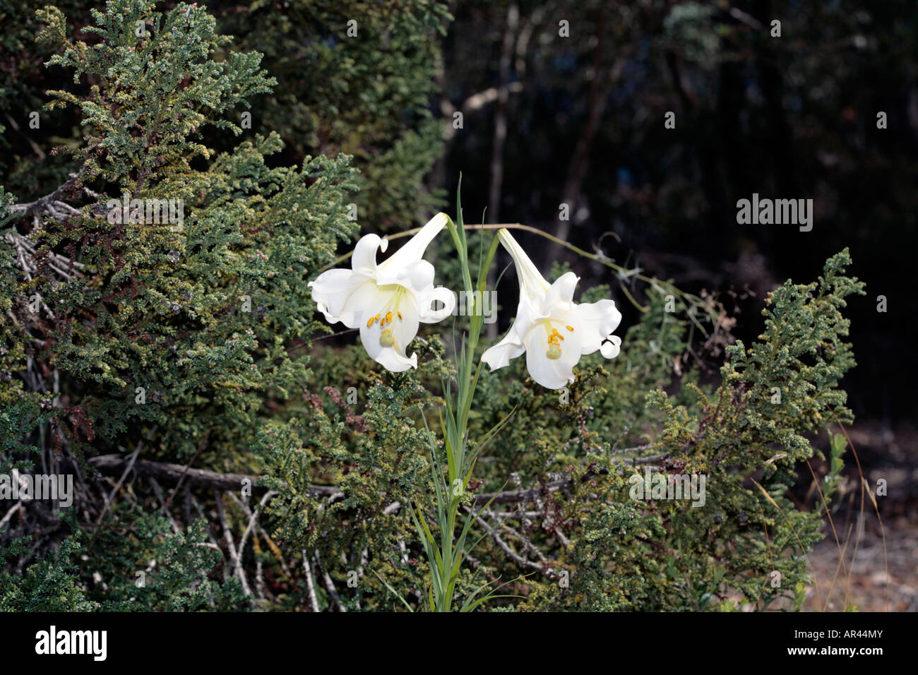 Formosa Lily- Lilium formosanum-Family Liliaceae Stock Photo
