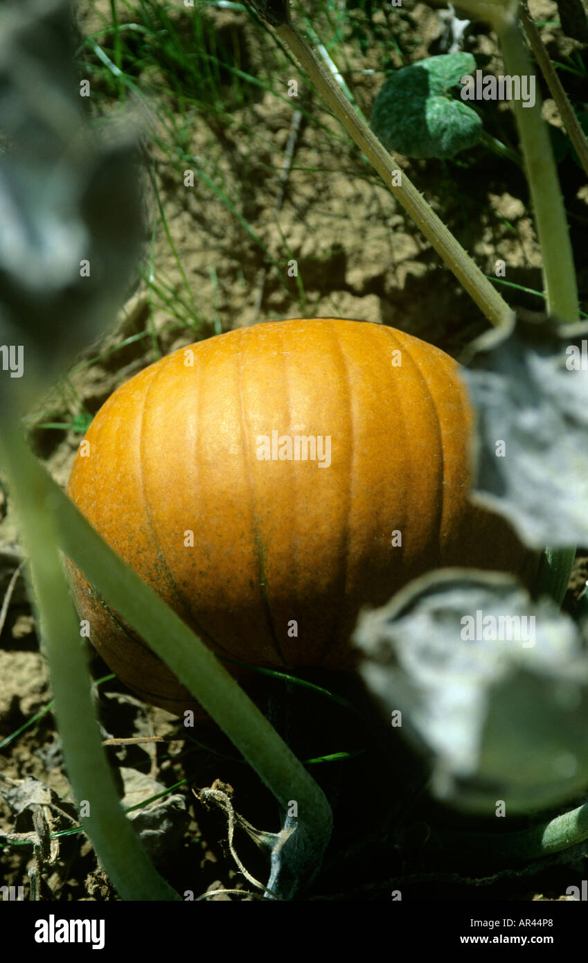 ORANGE PUMPKIN GROWING IN FIELD READY FOR HARVESTING Stock Photo - Alamy