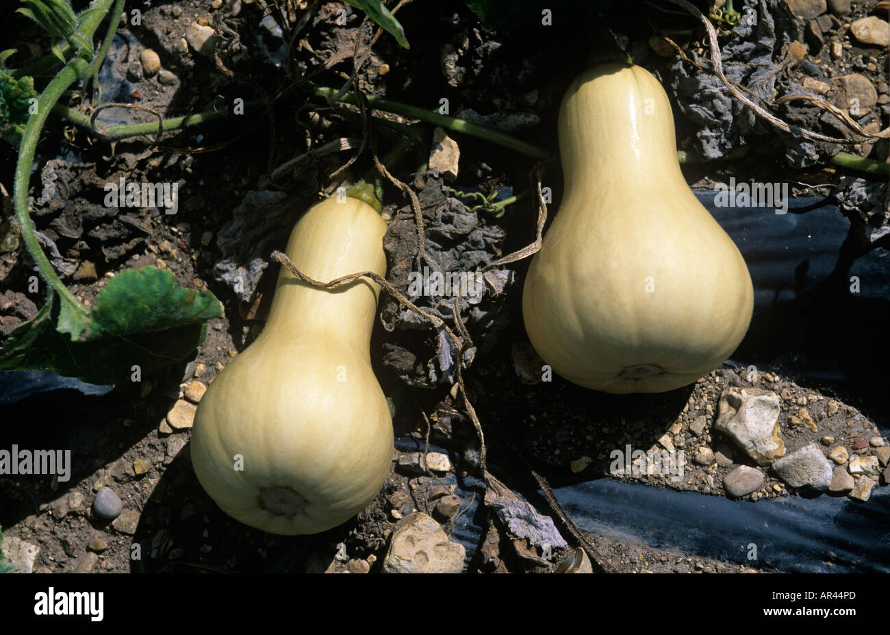 BUTTERNUT SQUASH GOURD HIGH IN BETA CAROTENE AND FOLIC ACID GROWING IN