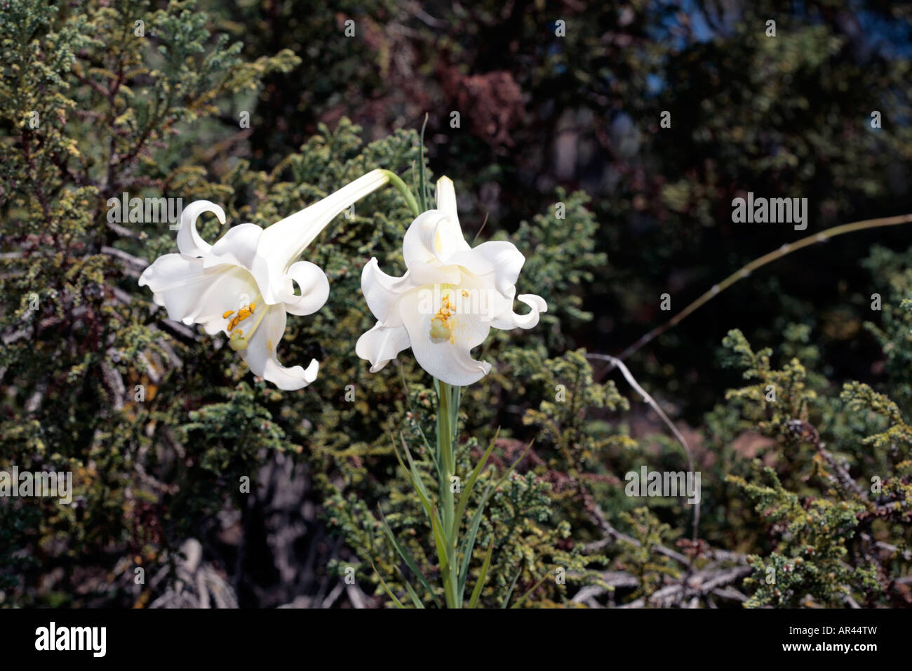 Formosa Lily- Lilium formosanum-Family Liliaceae Stock Photo