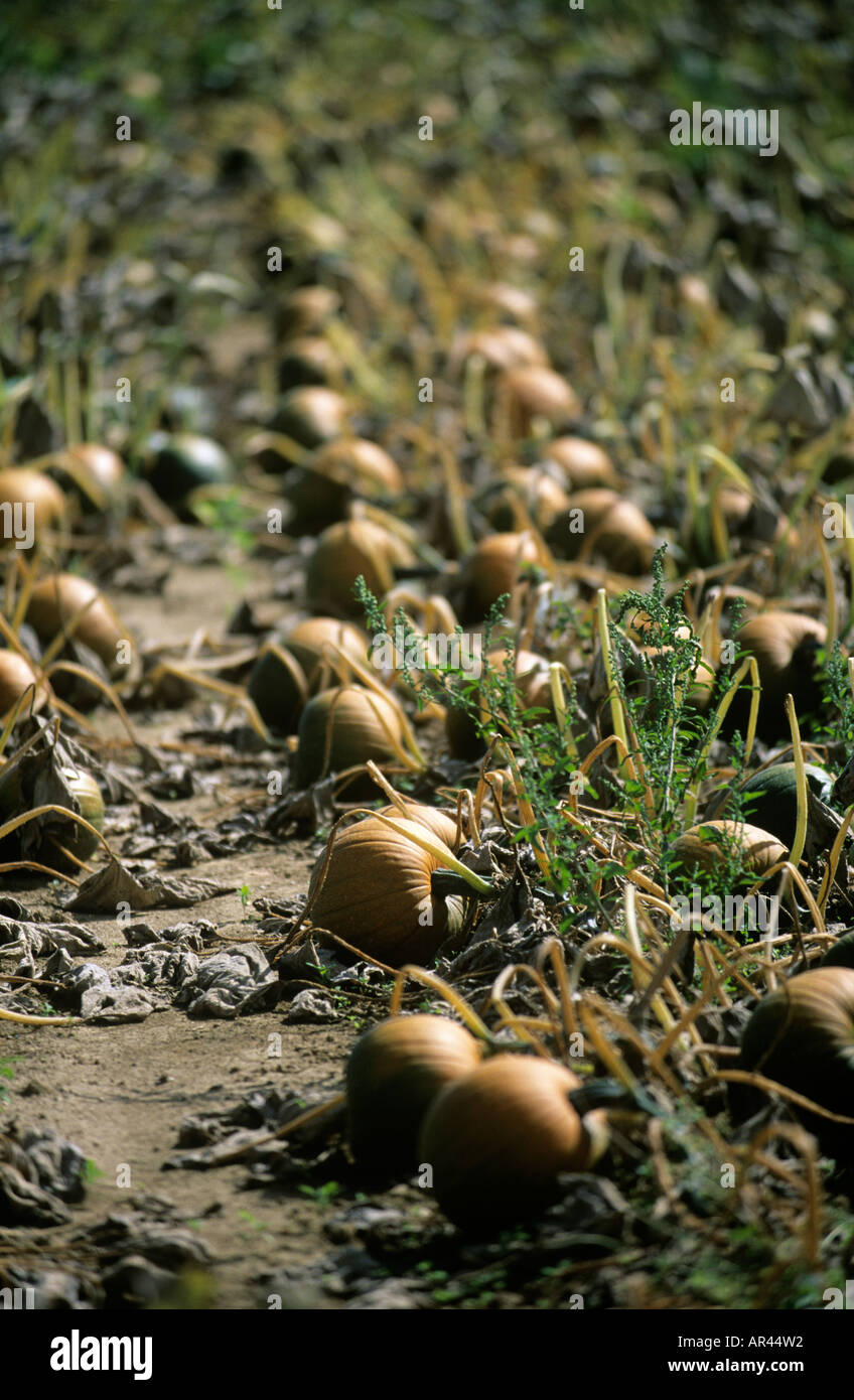 ORANGE PUMPKIN GROWING IN FIELD READY FOR HARVESTING Stock Photo - Alamy