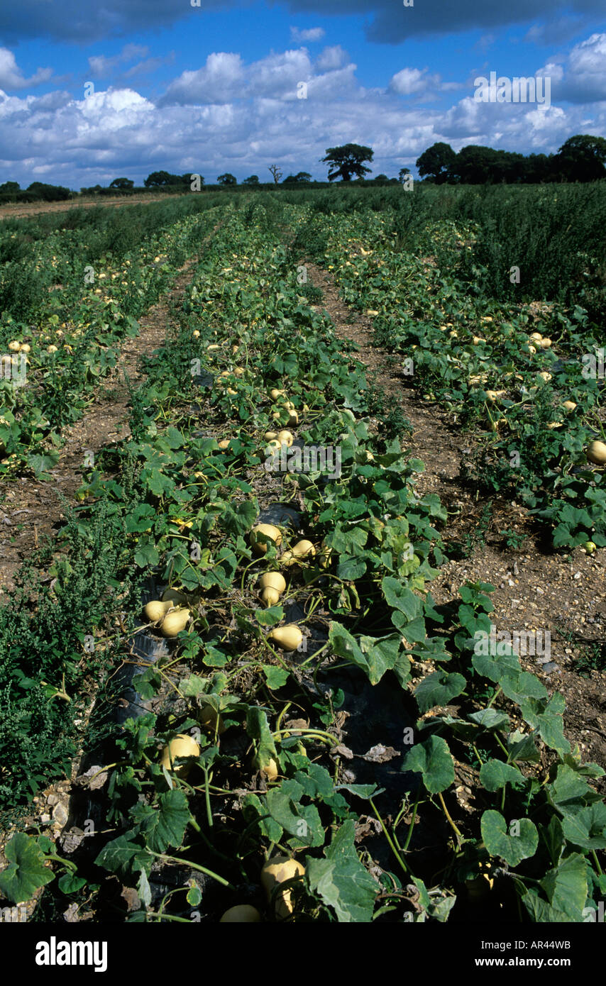 BUTTERNUT SQUASH GOURD HIGH IN BETA CAROTENE AND FOLIC ACID GROWING IN