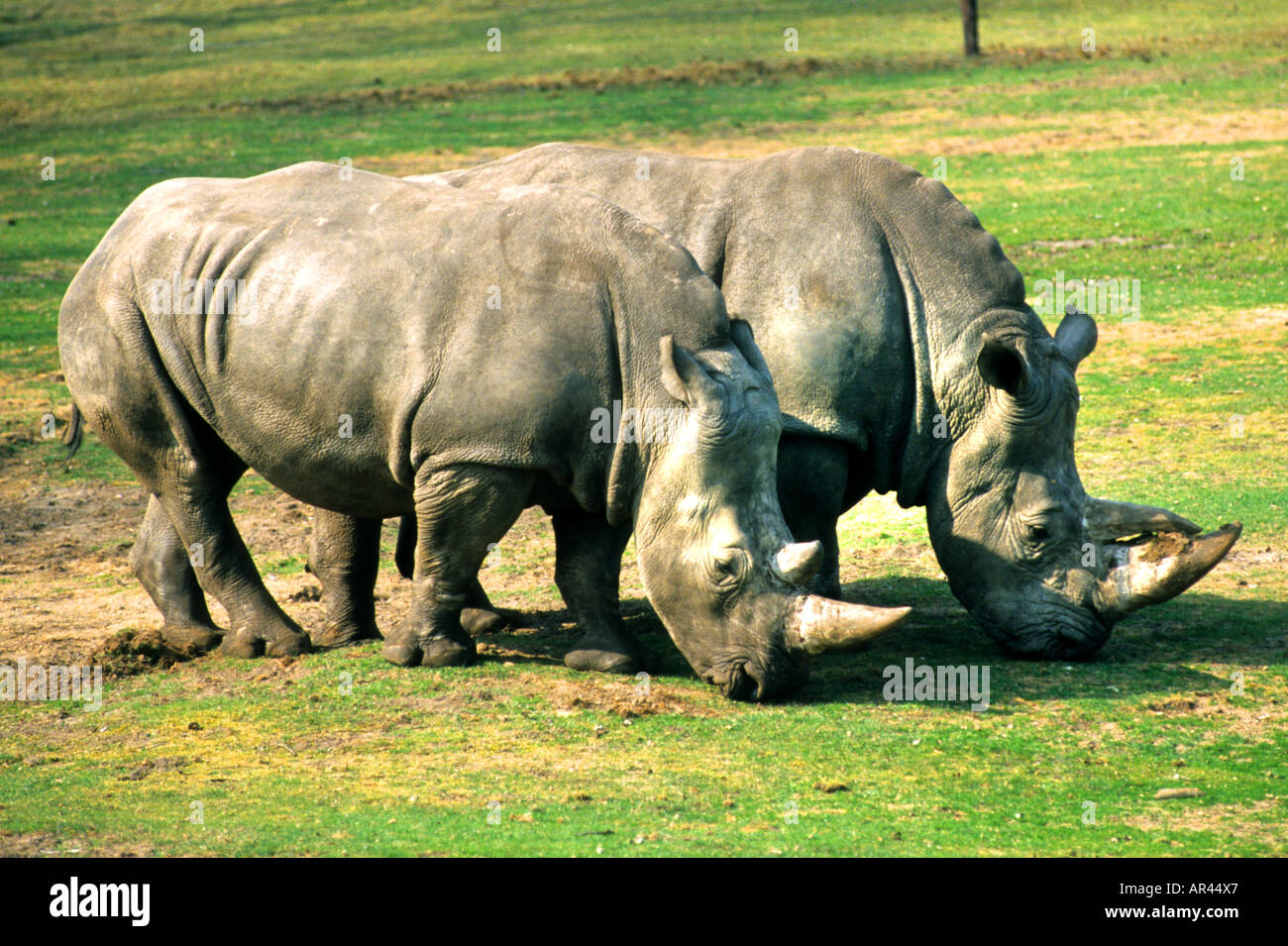 Safari Rhinocéros Animaux - Photo gratuite sur