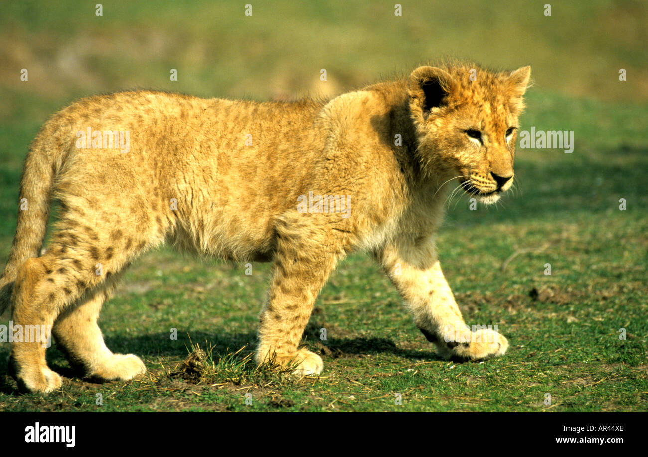 Lion Lions cub whelp South Africa Kruger Park Stock Photo Alamy