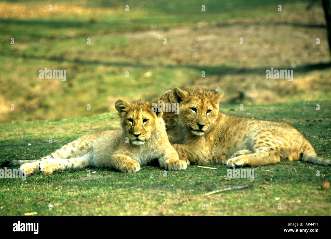 Lion Lions cub whelp South Africa Kruger Park Stock Photo Alamy