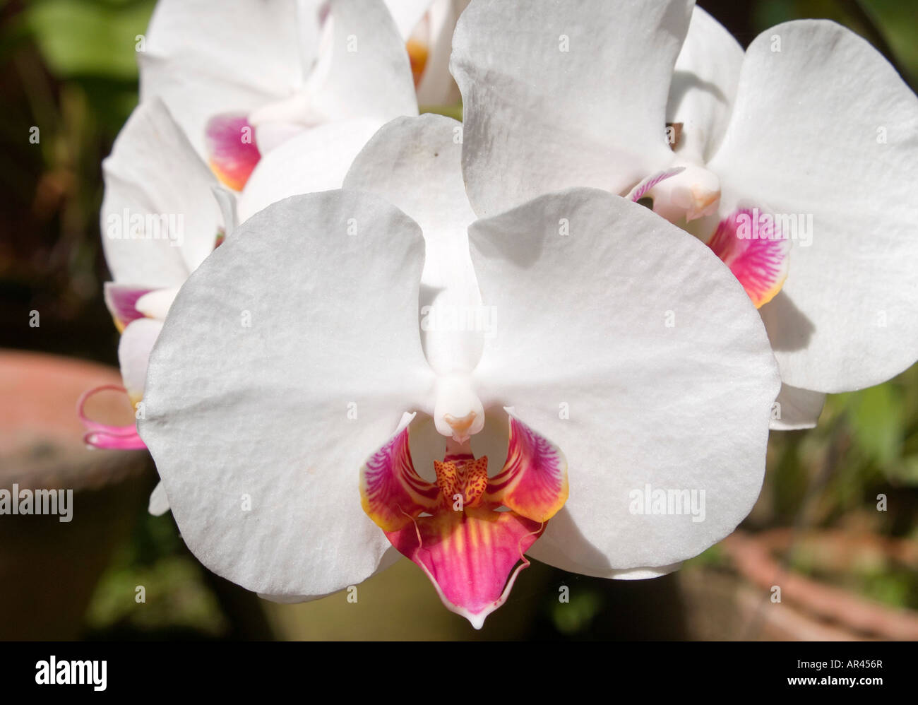 white orchids in a garden on Inle Lake in Burma Stock Photo