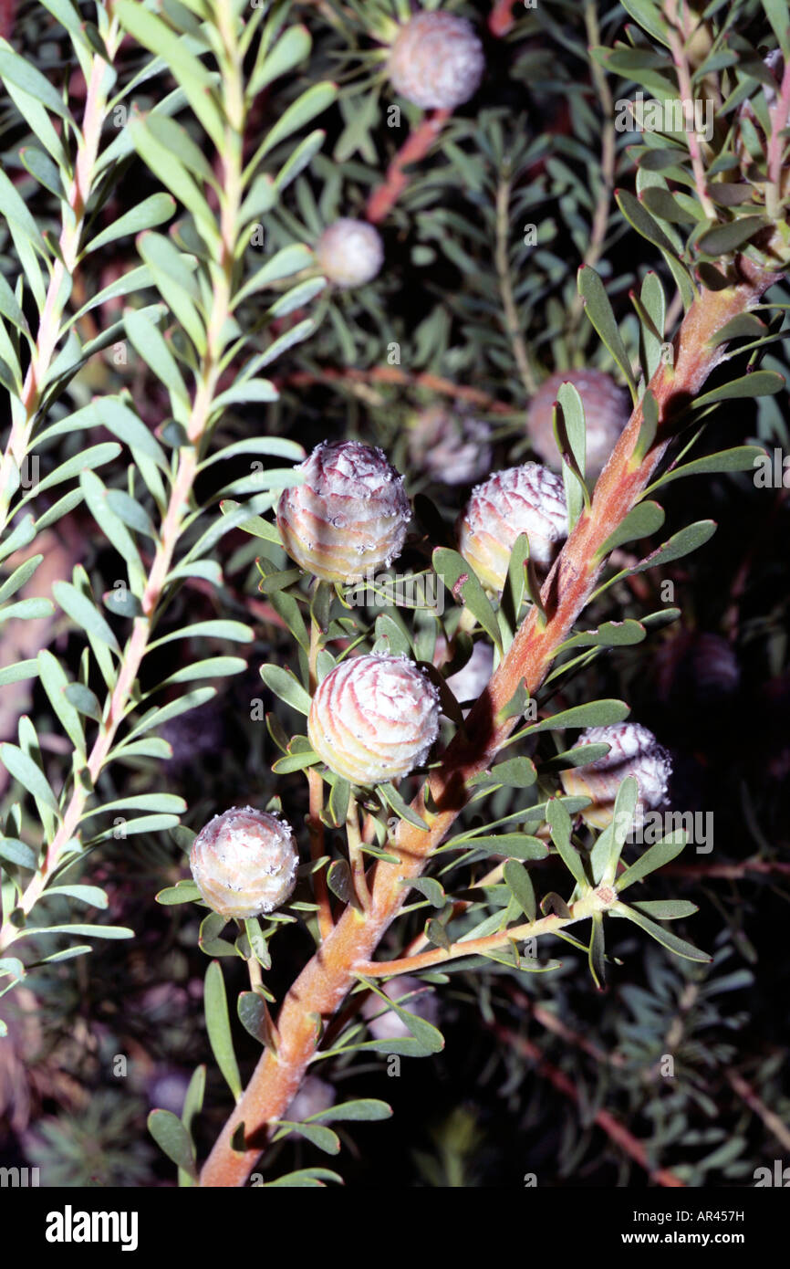 Line-leaf Conebush-Leucadendron linifolium-Family Proteaceae-group Sandveld Conebushes Stock Photo
