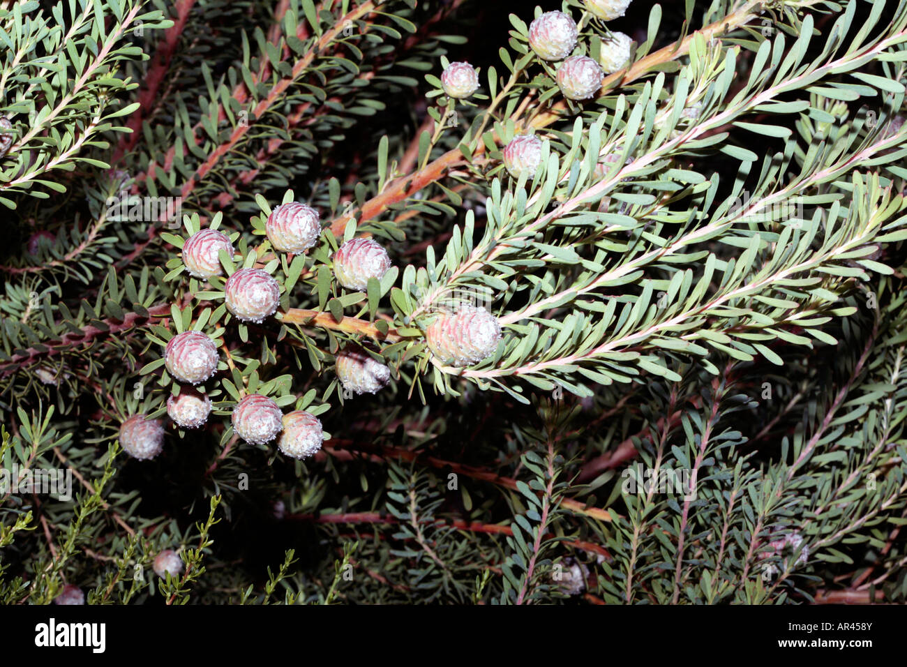 Line-leaf Conebush-Leucadendron linifolium-Family Proteaceae-group Sandveld Conebushes Stock Photo