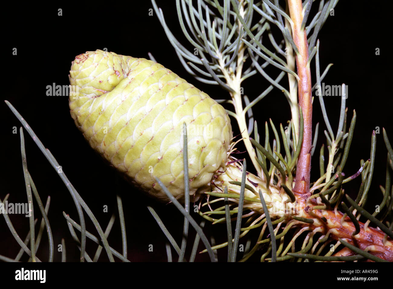 Karoo Conebush-Leucadendron nobile-Family Proteaceae- group Needle-leaf Conebushes Stock Photo