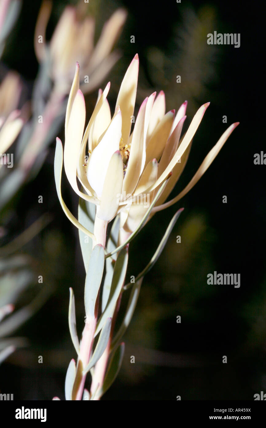Worcester Conebush- Leucadendron flexuosum-Family Proteaceae-group Sunshine Conebushes Stock Photo