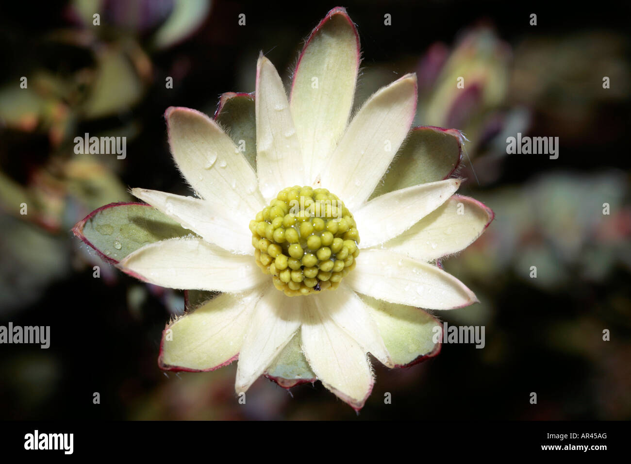 Conebush female flower-Leucadendron elimense- Family Proteaceae- group Crown Conebushes Stock Photo