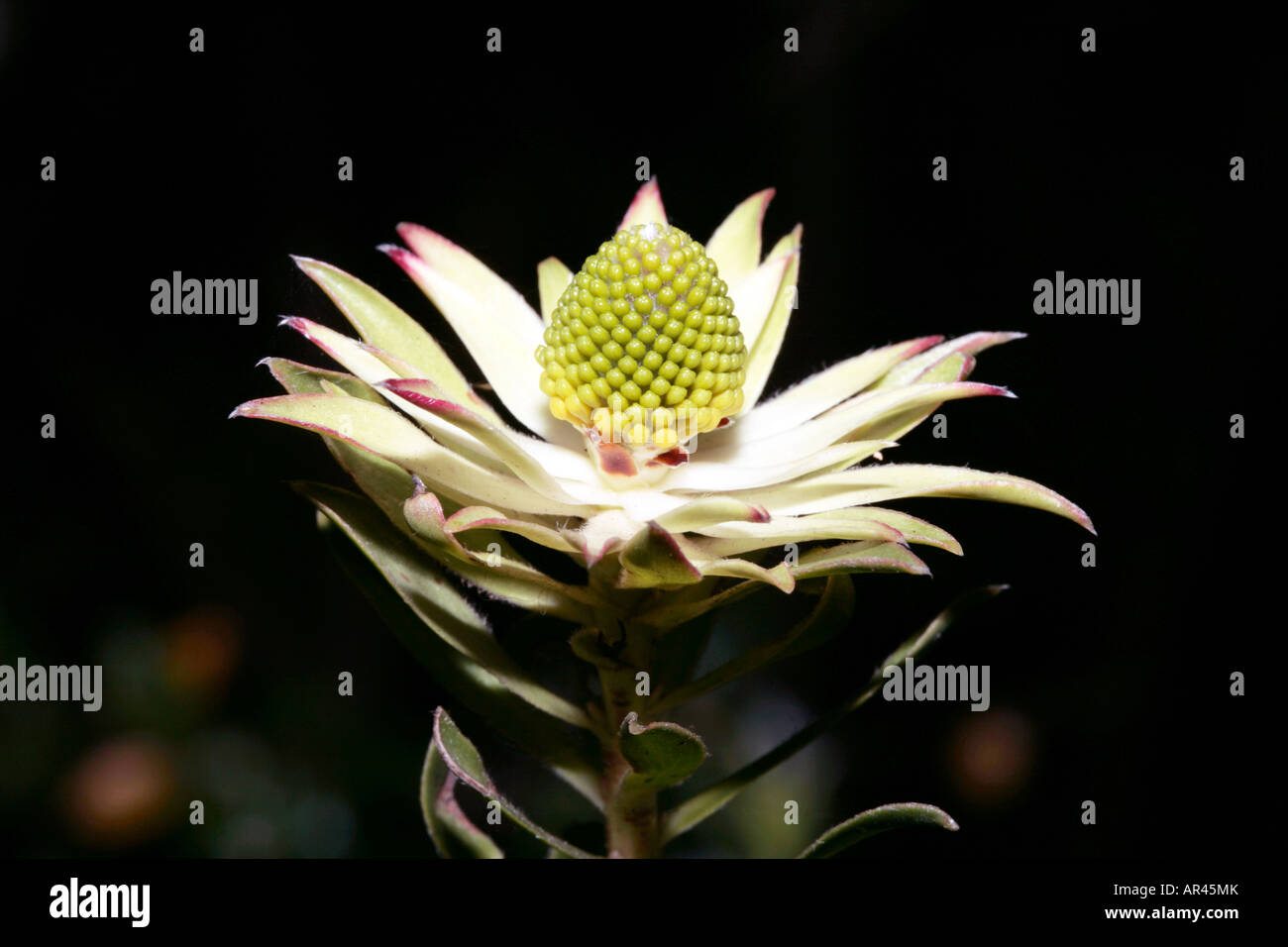 Conebush female flower-Leucadendron elimense- Family Proteaceae- group Crown Conebushes Stock Photo