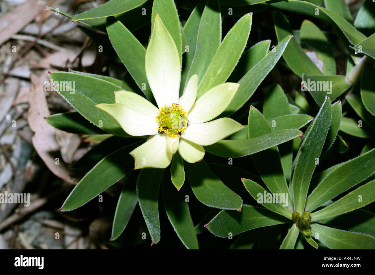 Oilbract Conebush Female Flower-Leucadendron microcephalum- Family Proteaceae- group Oilbract Conebushes Stock Photo