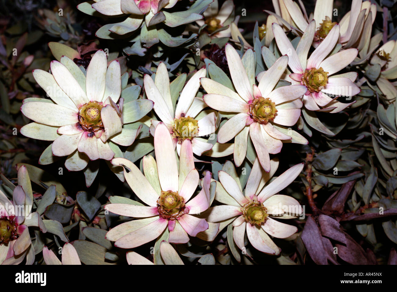 Toffee-apple/Spicy Conebush-Leucadendron tinctum-Family Proteaceae-group Sun Conebushes Stock Photo