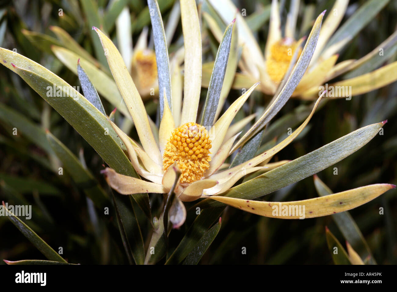 Gum-leaf Conebush- Leucadendron eucalyptifolium Female flower-Family Protaceae- group Sunshine Conebushes Stock Photo