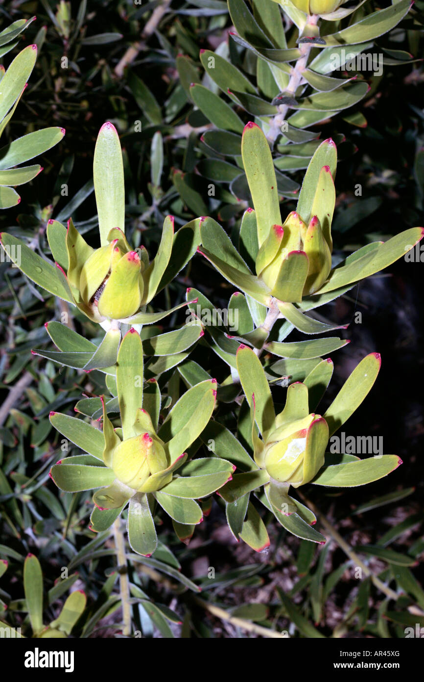 Golden Conebush Female late Flowers-Leucadendron laureolum-Family Proteaceae- group Sunshine Conebushes Stock Photo